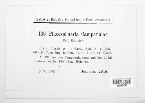 Leptotrochila campanulae image